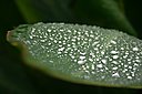 IMG_0603